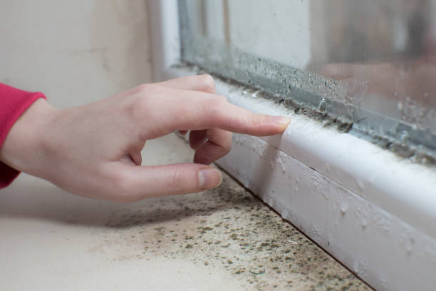 Best Emergency Mold Remediation  in Duson, LA